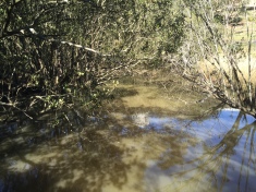 Nice reflections over a polluted stream near the new Meriton apartments on Epping Rd